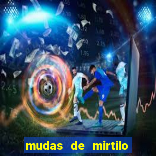 mudas de mirtilo em porto alegre